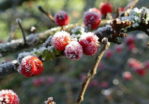 ilex weihnachten